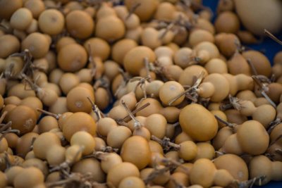 ​葫芦苗不长是因为什么，葫芦苗用什么肥料