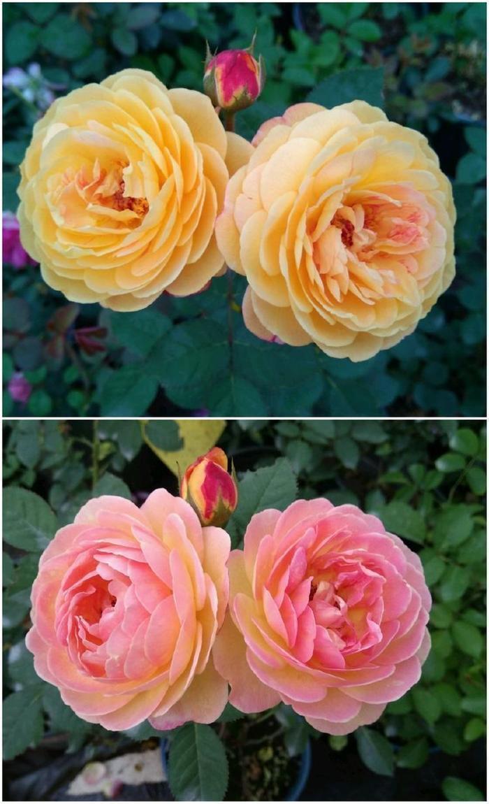 优良月季“罗曼尼·詹森”,花开多色,甚美,你值得拥有