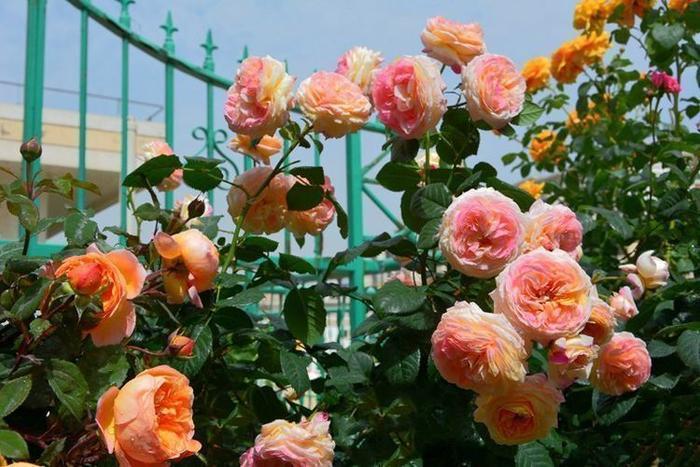 优良月季“罗曼尼·詹森”,花开多色,甚美,你值得拥有