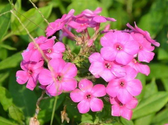 优良月季“罗曼尼·詹森”,花开多色,甚美,你值得拥有