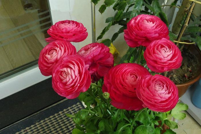 优良月季“罗曼尼·詹森”,花开多色,甚美,你值得拥有