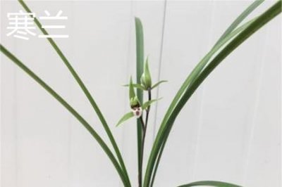 ​寒兰和春兰的区别