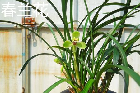 春兰