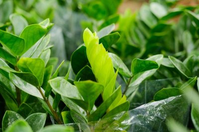 ​金钱树浇多少水