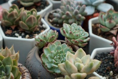 ​多肉夏天怎么养