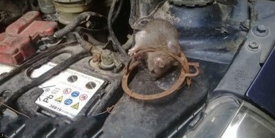 ​汽车防鼠最有效办法 汽车防老鼠用什么最好