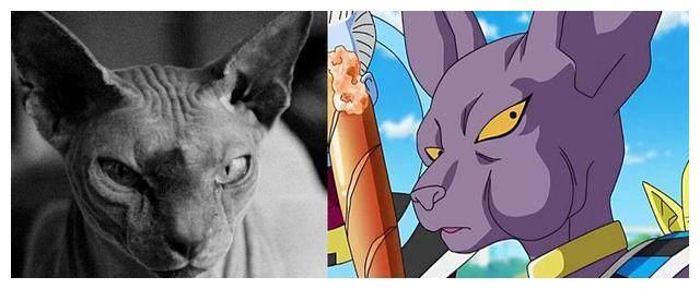 霍思燕的猫咪小玉,很多人都说很可怕太丑了,居然是这么宝贝