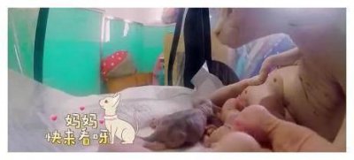 ​霍思燕的猫咪小玉，很多人都说很可怕太丑了，居然是这么宝贝