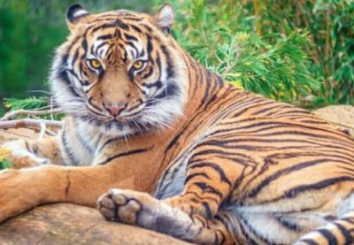 ​成年野猪和老虎发生争斗 ，你觉得谁会倒下？