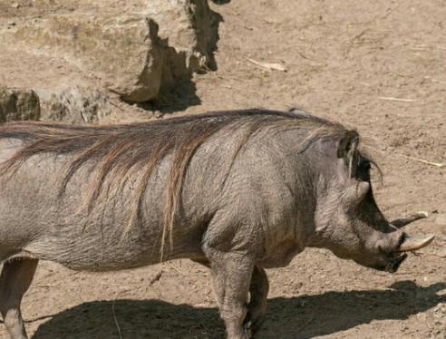成年野猪和老虎发生争斗 ，你觉得谁会倒下？