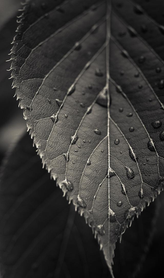 23张高清唯美水珠、水滴系列手机壁纸