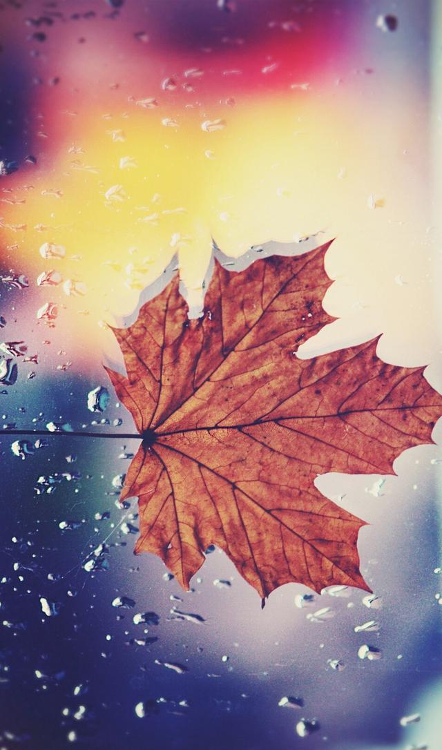 23张高清唯美水珠、水滴系列手机壁纸