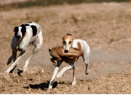 总说钓鱼穷三年,玩鸟毁一生,一朝学会狗撵兔,从此踏上不归路