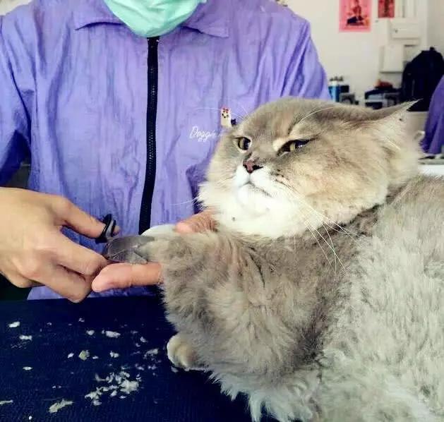 网红胖猫萌翻众人,体重严重超标,谁知遇水竟然现出原形!