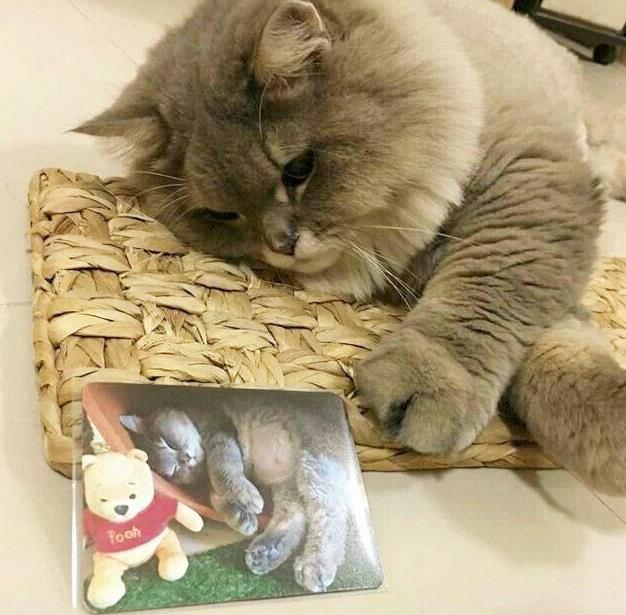 网红胖猫萌翻众人,体重严重超标,谁知遇水竟然现出原形!