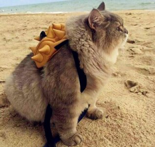 ​网红胖猫萌翻众人，体重严重超标，谁知遇水竟然现出原形！