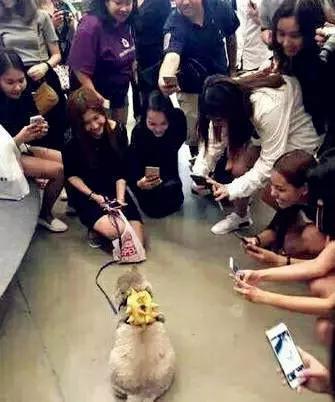 网红胖猫萌翻众人,体重严重超标,谁知遇水竟然现出原形!