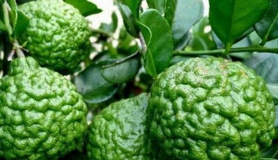 ​迪拜富豪们每天吃这些水果，我是一种都没见过，一般家庭都买不起