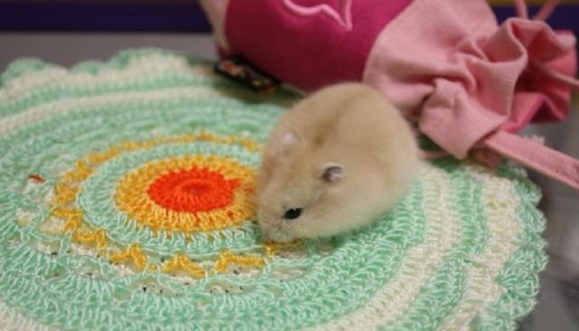 脾气好的仓鼠有哪些奶茶、紫仓并列第一，而它简直泼辣到不行