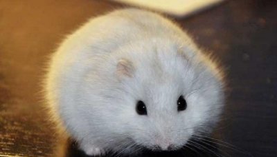 ​脾气好的仓鼠有哪些奶茶、紫仓并列第一，而它简直泼辣到不行