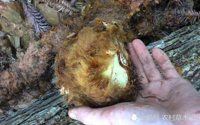 山里一种“黄毛狗”,价值极高,为濒危珍奇植物,遇见请保护