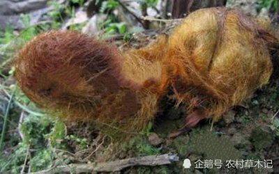 ​山里一种“黄毛狗”，价值极高，为濒危珍奇植物，遇见请保护