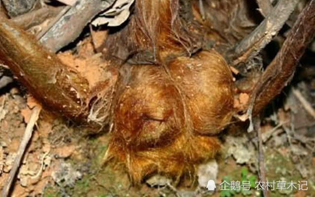 山里一种“黄毛狗”,价值极高,为濒危珍奇植物,遇见请保护