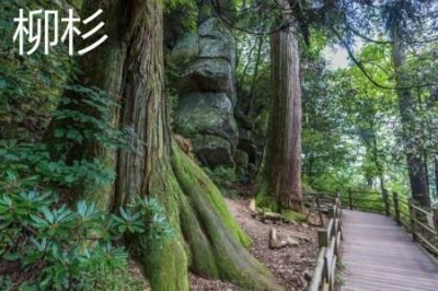 ​柳杉和杉木的区别