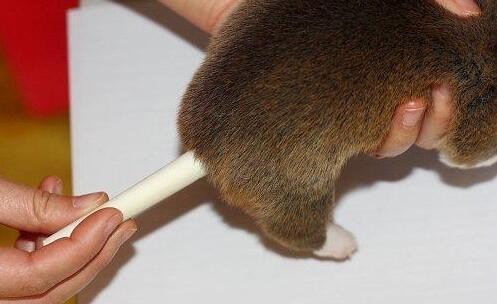 给狗狗断尾巴的5大原因,你知道吗?