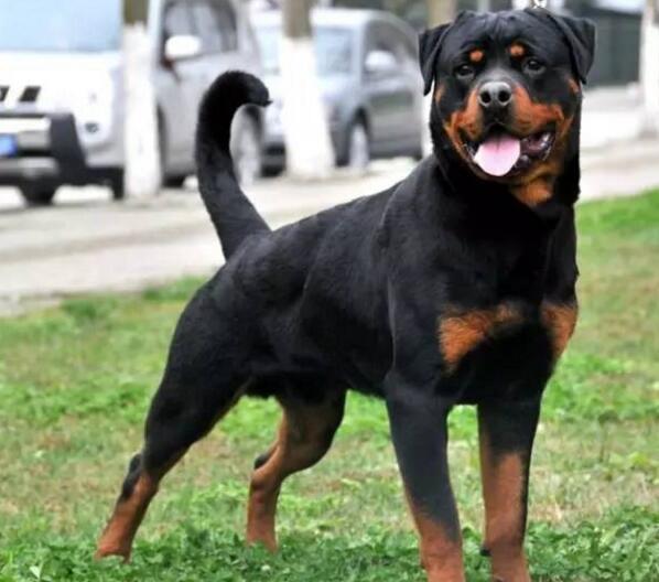 给狗狗断尾巴的5大原因,你知道吗?