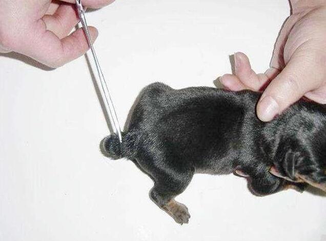 给狗狗断尾巴的5大原因,你知道吗?