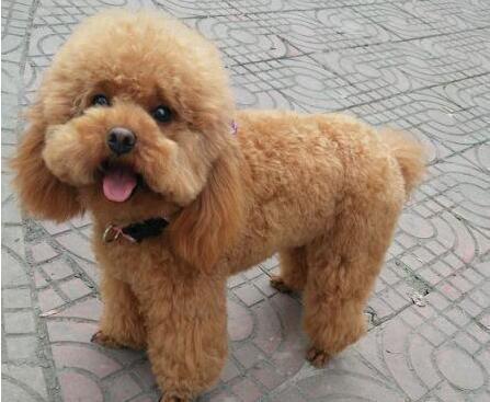 给狗狗断尾巴的5大原因,你知道吗?