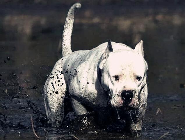 给狗狗断尾巴的5大原因,你知道吗?