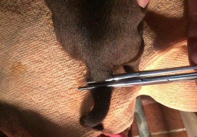 ​给狗狗断尾巴的5大原因，你知道吗？