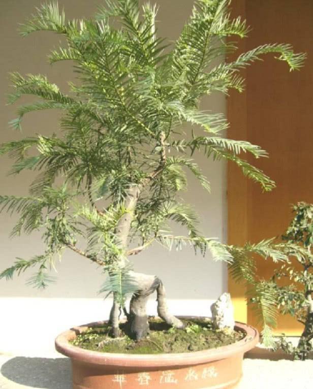 这种野草叫做石松,有疏通筋骨的功效,如今被当观赏植物养殖