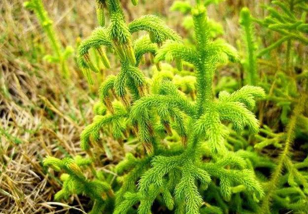 这种野草叫做石松,有疏通筋骨的功效,如今被当观赏植物养殖