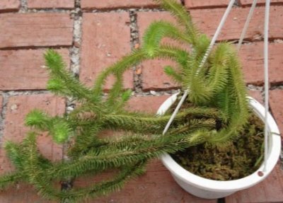 ​这种野草叫做石松，有疏通筋骨的功效，如今被当观赏植物养殖