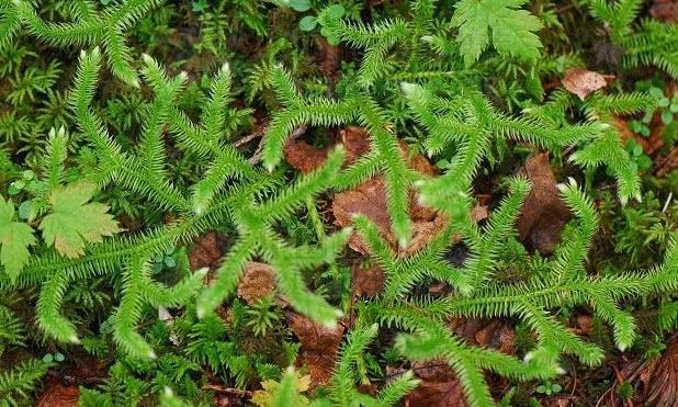 这种野草叫做石松,有疏通筋骨的功效,如今被当观赏植物养殖