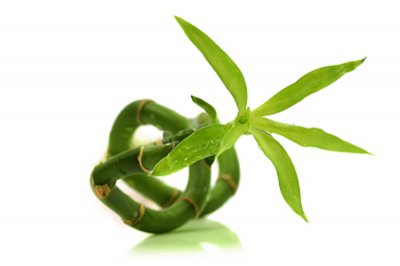 ​富贵竹如何生根