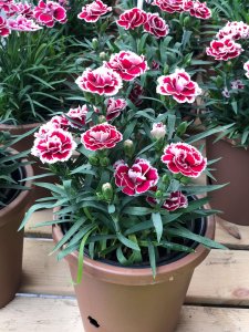 ​康乃馨的扦插步骤图解