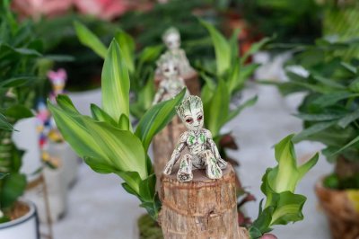 ​天秤座的守护植物——水培巴西木