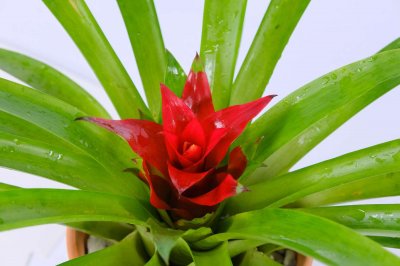 ​鸿运当头吸甲醛吗