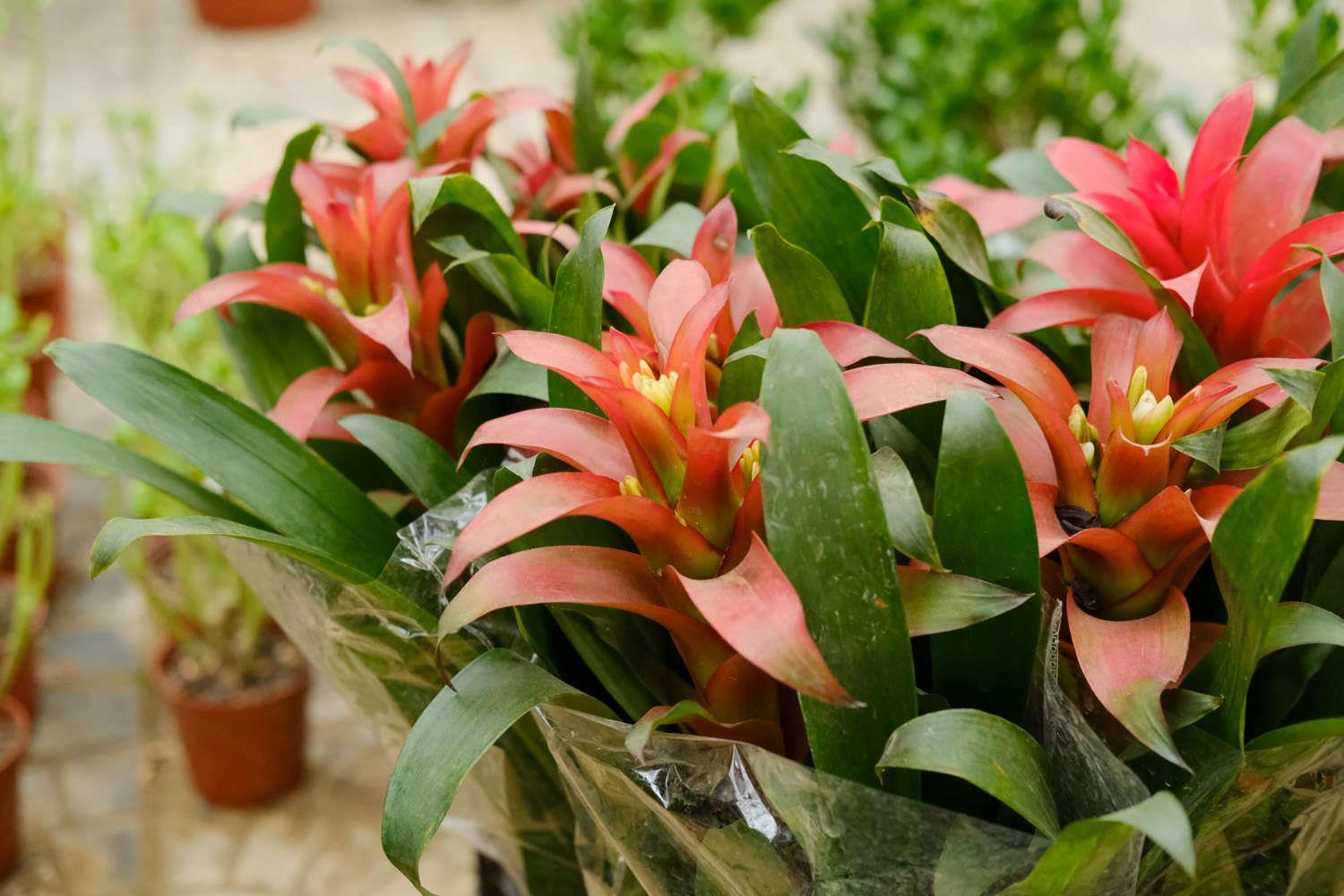 鸿运当头 鸿运当头