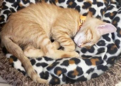 ​猫拉完便便不能舔到自己屁眼清理怎么办？如何帮助清洁猫的屁眼？