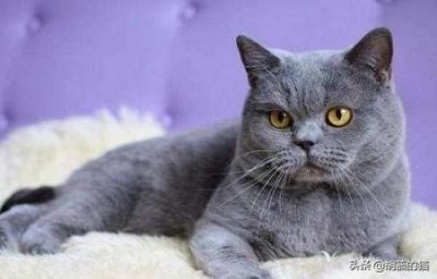 ​猫身上携带有多少种病毒