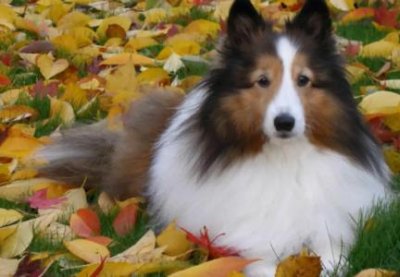 ​折耳猫坐姿，折耳猫坐姿奇怪