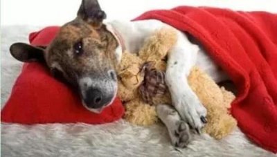 ​两个月大的泰迪喂养攻略，赶紧收藏起来 两个月的泰迪的喂养注意事项