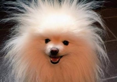 ​比熊犬出现这几个行为，说明它很孤独，赶紧陪陪它吧 比熊会孤独吗？