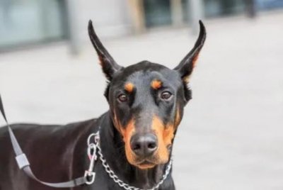 ​如何开具宠物五联疫苗证明？