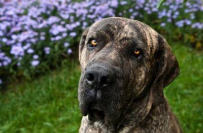 ​如何区分萨摩耶狼版和熊版？看这几点就行！ 萨摩耶狼版和熊版的分别